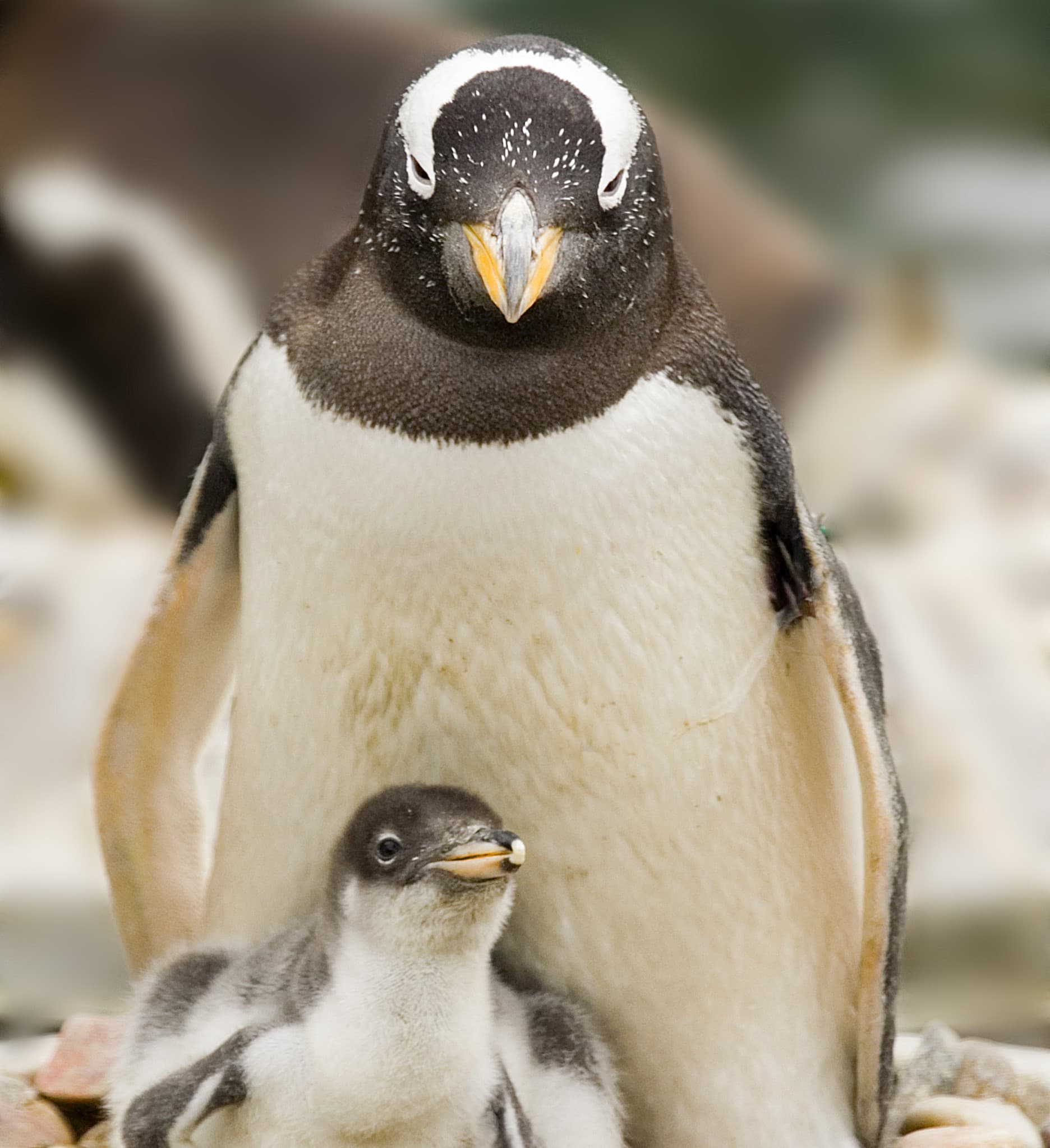 New Parent Social — Edinburgh Zoo