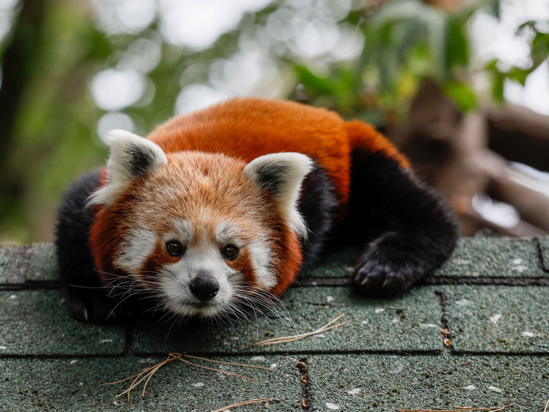 Wild Discovery Days — Edinburgh Zoo (September weekends)