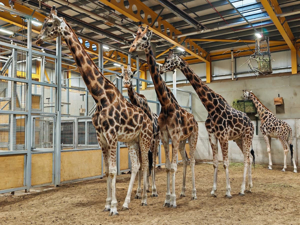 Summer Holiday Activities — Edinburgh Zoo